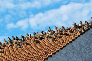 Effektive Methoden zur Bekämpfung von Tauben & Taubenkot