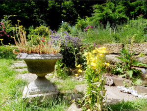 Die Felsenbirne: ein Charmantes Highlight für deinen Garten