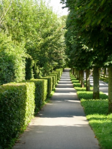 So wählen Sie die ideale Heckenpflanze für Ihren Garten