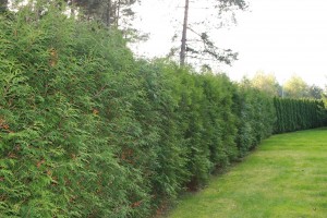 Wissenswertes zum Kirschlorbeer Novita