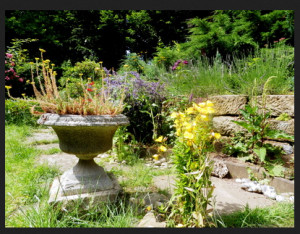Die Felsenbirne: ein Charmantes Highlight für deinen Garten